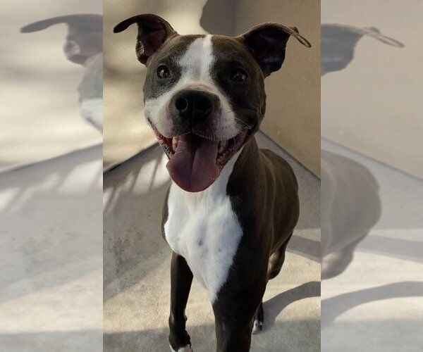 Medium Photo #3 American Pit Bull Terrier Puppy For Sale in Berkeley, CA, USA