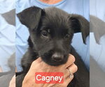 Small GIANT SCHNAUZER  Mix