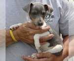 Small #2 Rat Terrier