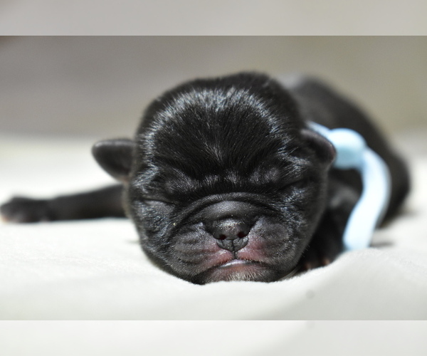 Medium Photo #2 Pug Puppy For Sale in PALM COAST, FL, USA