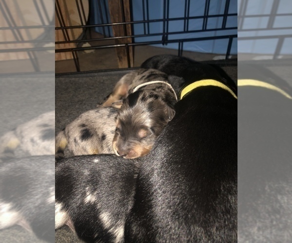 Medium Photo #4 Border Collie-Golden Retriever Mix Puppy For Sale in OVERLAND PARK, KS, USA