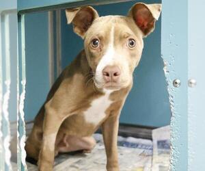 American Staffordshire Terrier-Unknown Mix Dogs for adoption in San Antonio, TX, USA