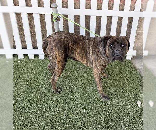 Medium Photo #1 Mastiff-Unknown Mix Puppy For Sale in Modesto, CA, USA