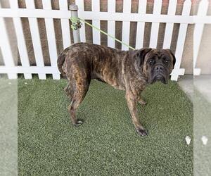 Mastiff-Unknown Mix Dogs for adoption in Modesto, CA, USA