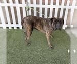 Small Mastiff Mix