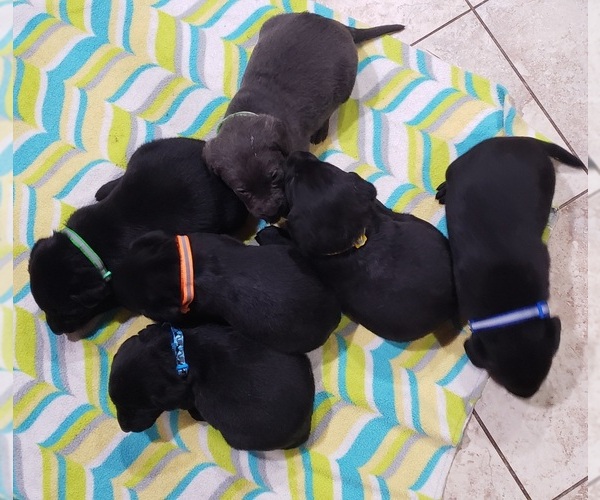 Medium Photo #194 Labrador Retriever Puppy For Sale in OLYMPIA, WA, USA