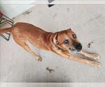Small American Pit Bull Terrier-Rhodesian Ridgeback Mix