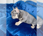 Small #10 French Bulldog