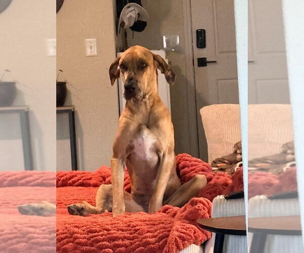 Medium Photo #4 Great Dane Puppy For Sale in Bullard, TX, USA