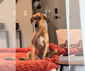 Indy Mae - Female Great Dane Dog for Adoption - Photo #4