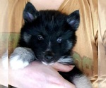 Small Photo #9 Pomsky Puppy For Sale in SEBRING, FL, USA