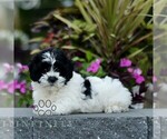 Small #1 Zuchon