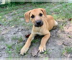 Small #1 American Pit Bull Terrier-Labrador Retriever Mix