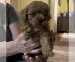 Small Photo #3 Poodle (Toy) Puppy For Sale in ALEXANDRIA, VA, USA