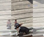 Small #6 Chihuahua