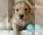 Small Photo #1 Golden Retriever Puppy For Sale in ANTIOCH, CA, USA