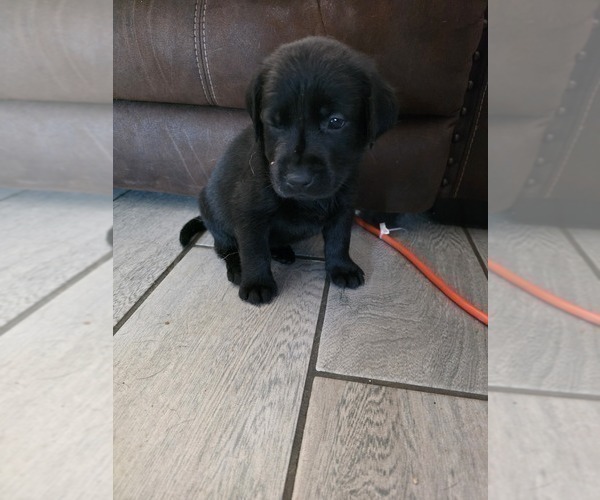 Medium Photo #30 Labrador Retriever Puppy For Sale in SHELBYVILLE, IN, USA
