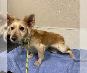 Chion Dogs for adoption in Modesto, CA, USA