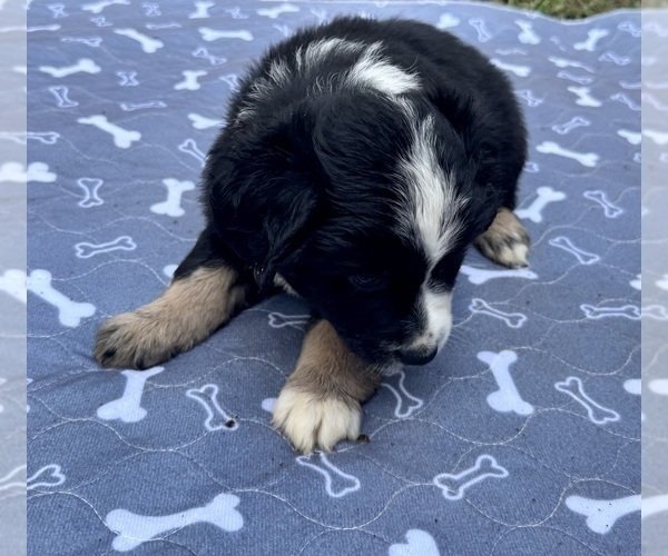 Medium Photo #5 Australian Shepherd Puppy For Sale in SALISBURY, NC, USA