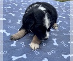 Small #4 Australian Shepherd