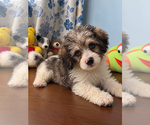Litter of 3 - Male(s) and Female(s) Cockapoo (Miniature)Litter of Puppies for Sale - Photo #6