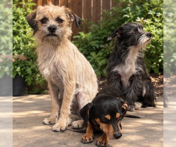 Medium Photo #1 Dachshund-Unknown Mix Puppy For Sale in Apple Valley, CA, USA