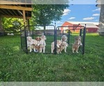 Small Goldendoodle (Miniature)