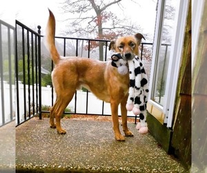 DRAKO - Male Mutt Dog for Adoption - Photo #10