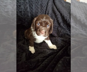 English Springer Spaniel Puppy for sale in NORMAN, OK, USA