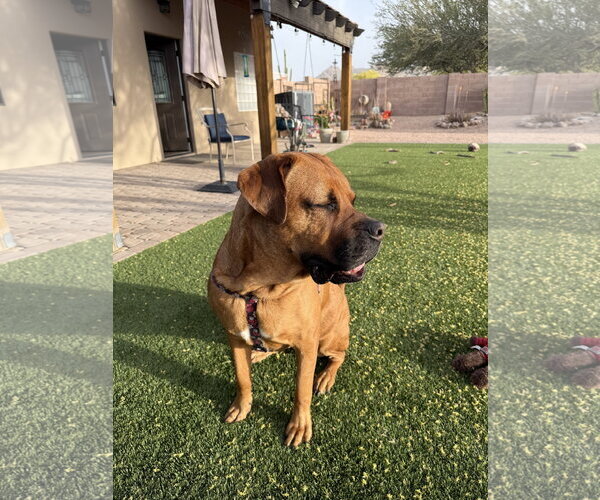 Medium Photo #1 Mastiff-Unknown Mix Puppy For Sale in Chandler, AZ, USA
