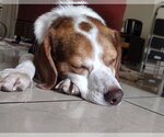 Small #2 Beagle