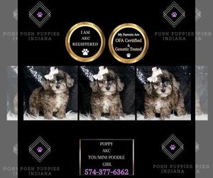 Poodle (Miniature) Puppy for sale in WARSAW, IN, USA