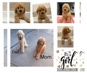 Goldendoodle-Poodle (Standard) Mix Puppy for sale in SIMI VALLEY, CA, USA