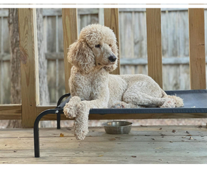 Mother of the Goldendoodle puppies born on 06/01/2026