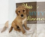 Image preview for Ad Listing. Nickname: Gracie