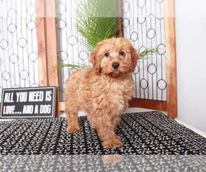 Goldendoodle (Miniature) Puppy for sale in NAPLES, FL, USA