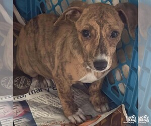 Labrador Retriever-Unknown Mix Dogs for adoption in Washington, DC, USA
