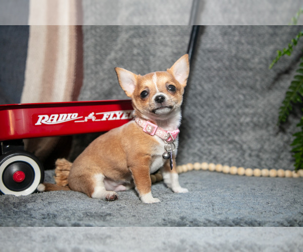 Medium Photo #6 Chihuahua Puppy For Sale in DELTA, PA, USA