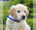 Small #1 Golden Retriever