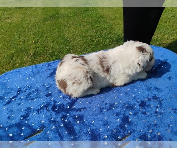 Medium Photo #4 Miniature American Shepherd Puppy For Sale in MONTGOMERY CITY, MO, USA