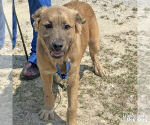 Mutt Dogs for adoption in Washington, DC, USA