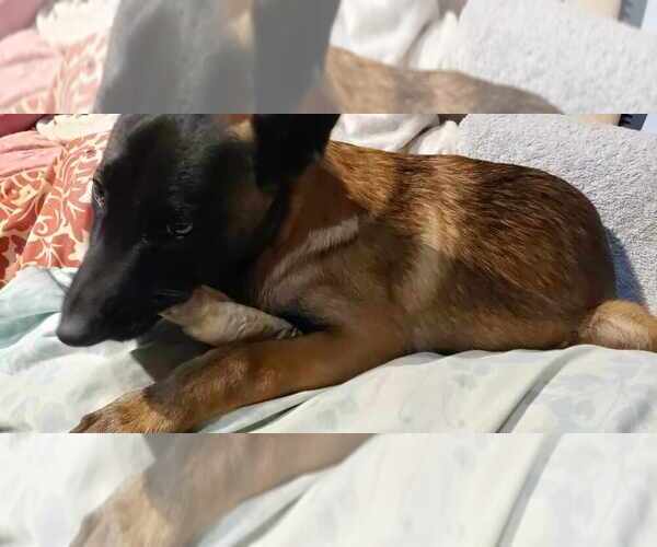 Medium Photo #3 Mutt Puppy For Sale in Imlay City, MI, USA