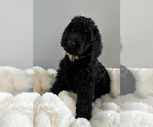 Goldendoodle Puppy for Sale in LOXAHATCHEE, Florida USA