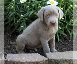 Labrador Retriever Puppy for sale in FREDERICKSBG, OH, USA