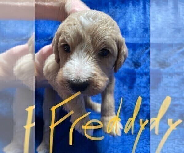 Medium Photo #3 Labradoodle Puppy For Sale in NEWVILLE, PA, USA