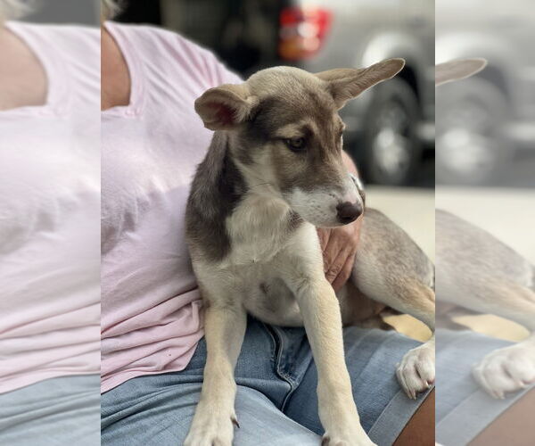 Medium Photo #4 Huskies -Unknown Mix Puppy For Sale in Dana Point, CA, USA