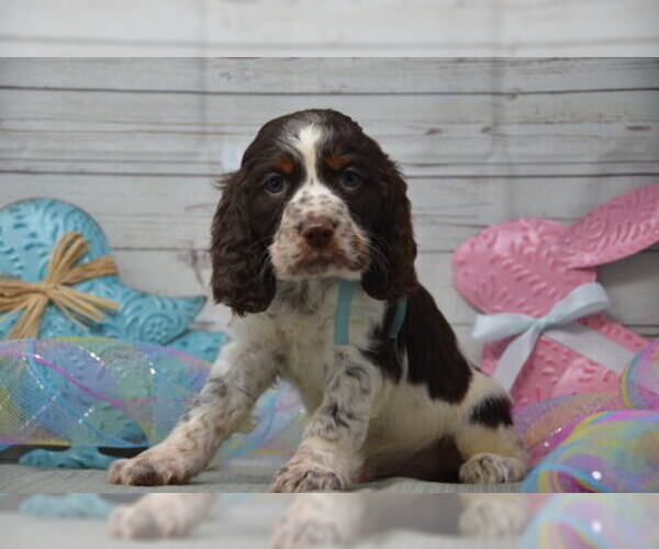 Medium Photo #3 English Springer Spaniel Puppy For Sale in EAST PALESTINE, OH, USA