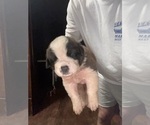 Puppy Aether Saint Bernard