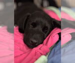 Small #2 Labrador Retriever-Retriever  Mix