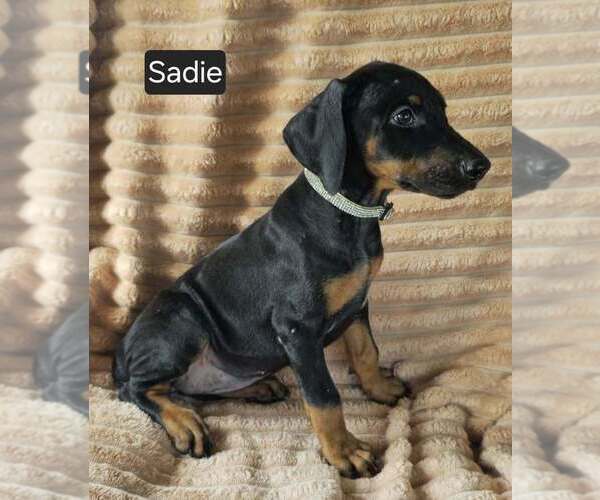 Medium Photo #7 Doberman Pinscher Puppy For Sale in POMEROY, OH, USA